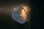 PICTURES/Tennessee Aquarium in Chattanooga/t_Lighted Jellyfish.JPG